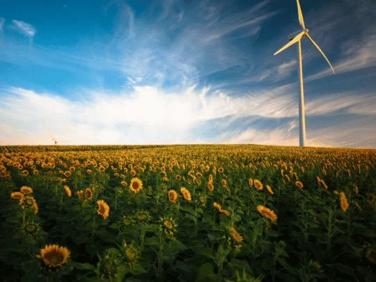 Día Mundial del Medio Ambiente - Una celebración con propósito.