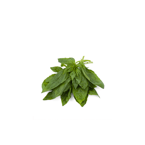 Albahaca | Huerto