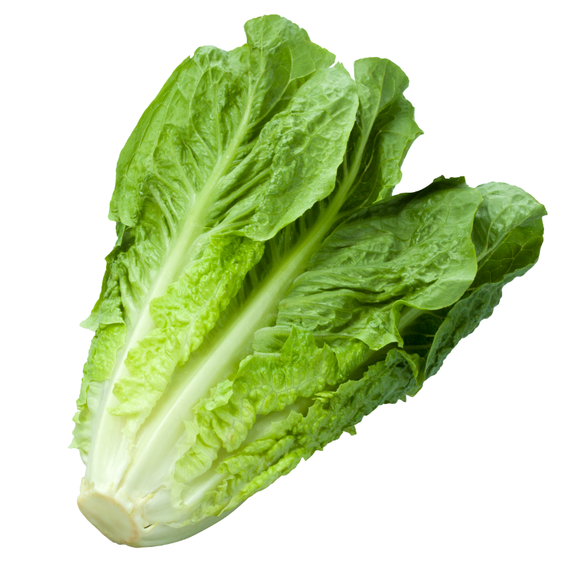 Lechuga Romana | Huerto